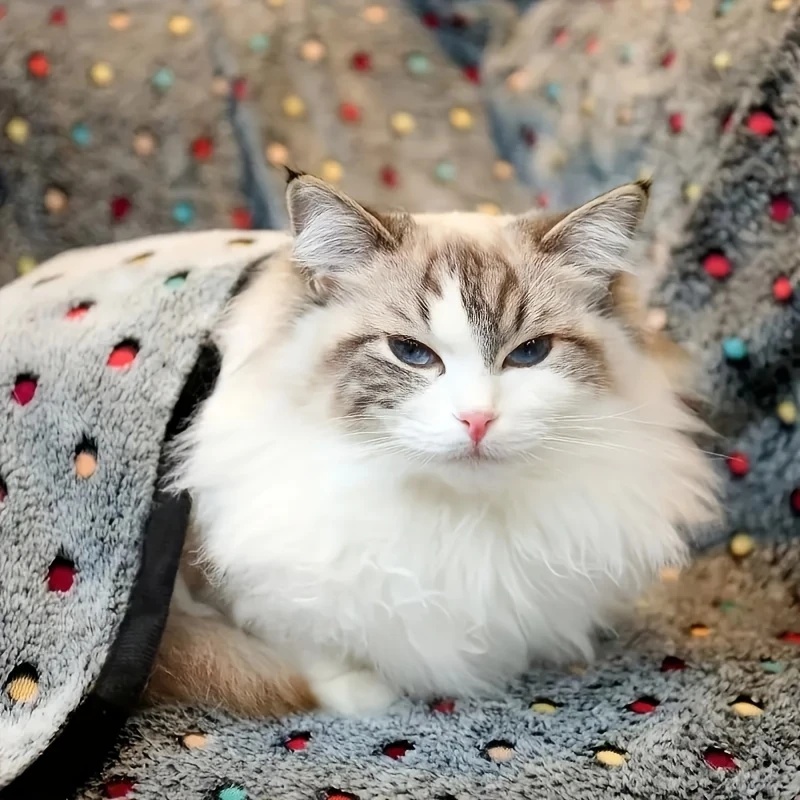 3PCS Soft Fluffy Pet Blanket C - Pet Supplies Dog Food 评论和价格